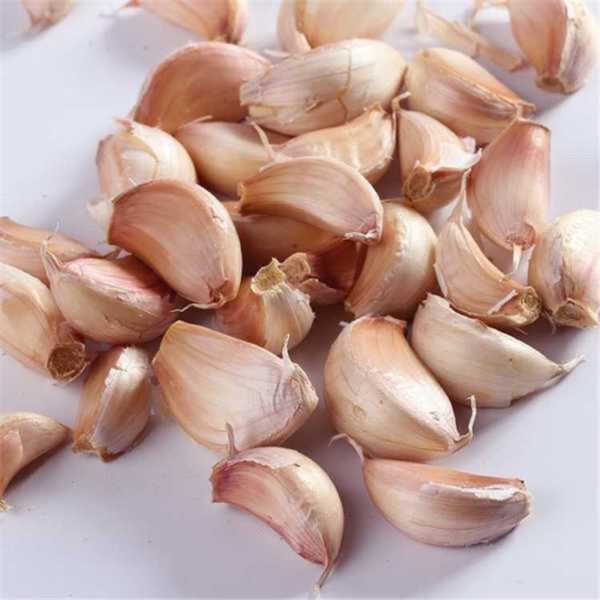 Garlic Bulk Separating Machine - Image 3